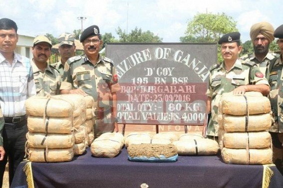 Indo-Bangla-Border narcotic smuggling spiked up : BSF 195th Btn recovered 80 kilo Ganja, Tripura becoming Narcotic-den for NE region, Bangladesh  